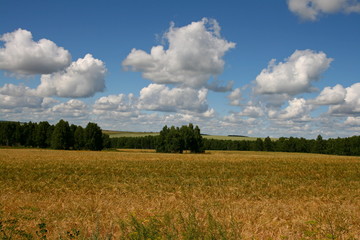 Field sown with wheat. Waiting for a big harvest.