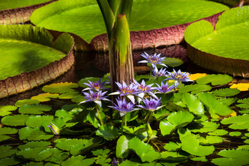 Several purple lotus flower and leaves of giant water lily. Botanical Garden University of...