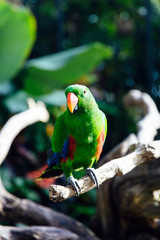 Green eclectus parrot with orange nib and red and blue feathers