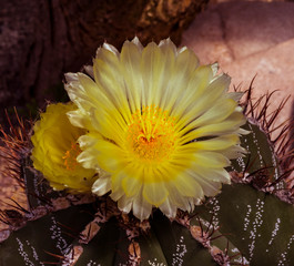 Beautiful cactus flower (Astrophytum ornatum). Botanical Garden, KIT Karlsruhe, Germany, Europe