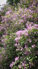 Pink flowers in the garden