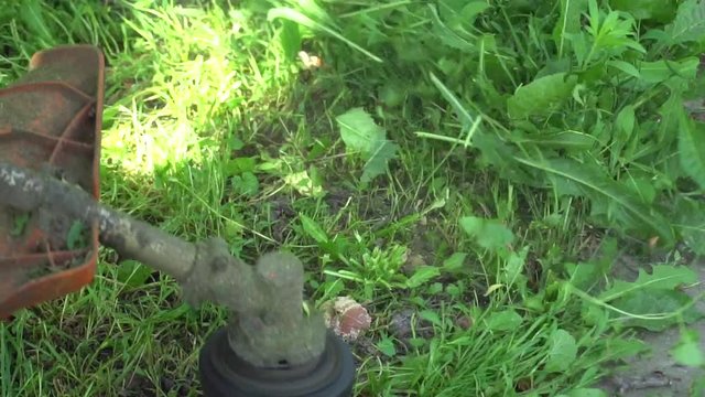 Close up. Man Gardener mowing lawn  with gasoline brush cutter, slow motion. Lawn mowing.