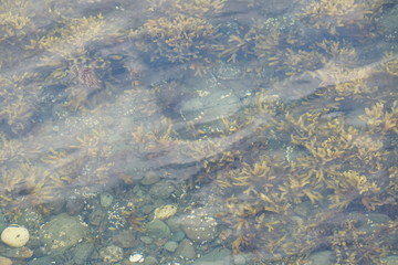 Ocean Floor with Rocks and Plants as Seen Through Clear Water