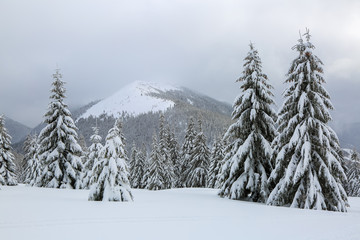 From the lawn, a panoramic view of the covered with frost trees in the snowdrifts, high mountain with snow white peaks. Beautiful landscape on the cold winter foggy morning.