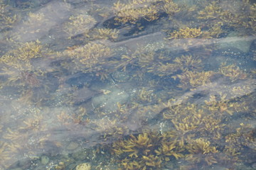 Ocean Floor with Rocks and Plants as Seen Through Clear Water