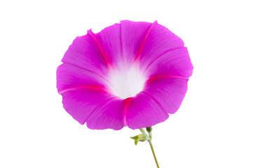 Naklejka premium bindweed flower isolated