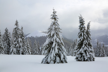 Obraz premium Majestic winter scenery. On the lawn covered with snow the nice trees are standing poured with snowflakes in frosty day. Touristic resort Carpathian, Ukraine, Europe.