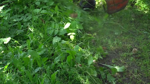 Close up. Man Gardener mowing lawn  with gasoline brush cutter, slow motion. Lawn mowing.