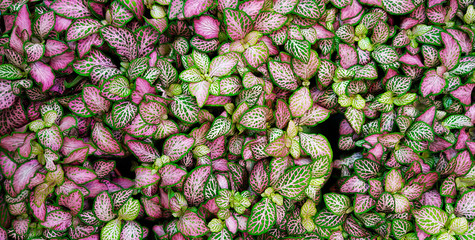 Obraz premium beautiful indoor fittonia flower, texture, pattern