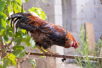 rooster and chicken eat ripe grapes in the yard