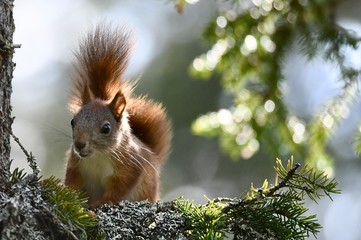 squirrel on tree