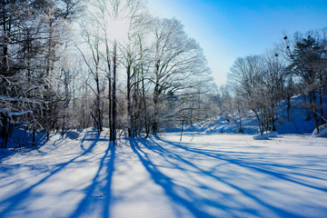 Obraz premium Hoarfrost tree silhouette