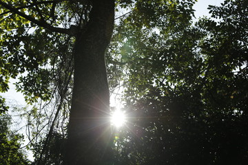 rays of sun in the forest