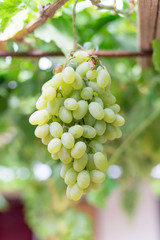 Grapes harvesting - white grape in a vineyard in sunny weather