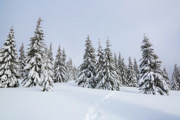 Fototapeta na wymiar Winter landscape. Pine trees stand in snow swept mountain meadow. Footpath leads to the mysterious foggy forest. Touristic place for rest the Carpathian, Ukraine.