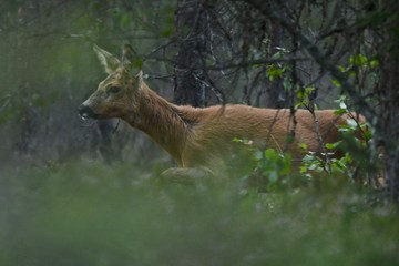 roe deer in the forest