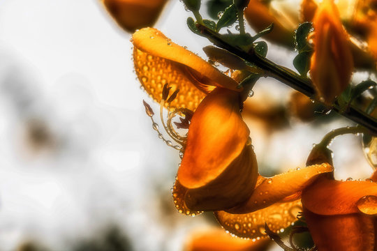 Orchids ofter a rain