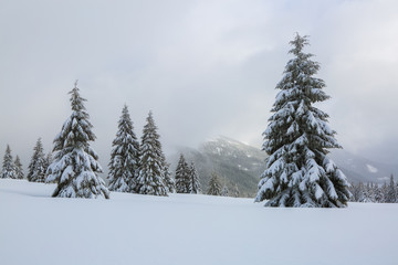 Majestic winter scenery. On the lawn covered with snow the nice trees are standing poured with snowflakes in frosty day. Touristic resort Carpathian, Ukraine, Europe.