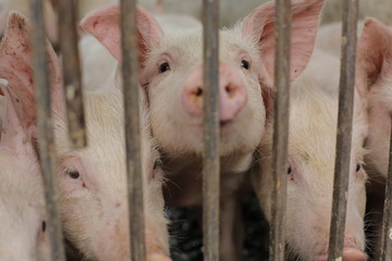 Pigs in farm