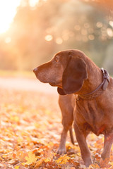 Bayerischer Gebirgsschweisshund