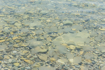 many nailed to the shore marine inhabitant of the Black sea jellyfish floating in the clear sea