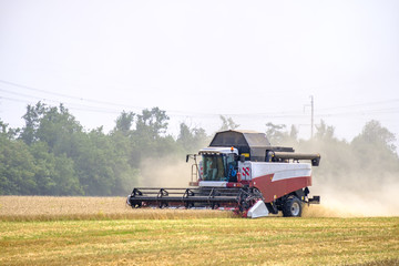 Harvester in dust clubs at work on the harvest of wheat on a huge field in the summer. Thus, the...