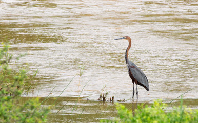 goliath heron