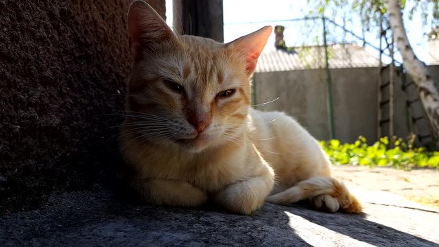 Pale ginger cat rest on the stone floor near house in summer day, background rural house with chimney and tree