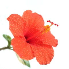 red rose with water drops isolated on white