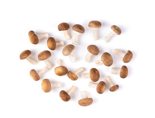 Shiitake mushrooms on the white background. top view
