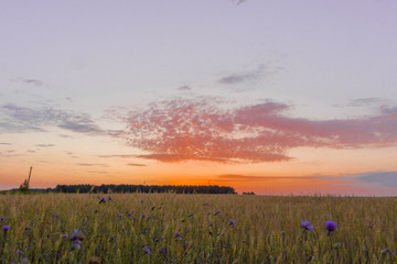 Beautiful sunrise over a wheat field