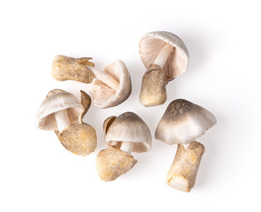 straw mushroom isolated on white background. top view