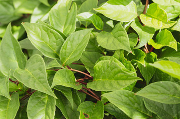 green leaves of wild ivy with close-up, tinted image