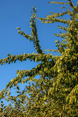 Der Baum leidet unter der Trockenheit
