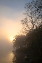 Fototapeta na wymiar tree in morning fog