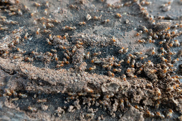 Many termites are foraging
