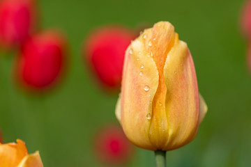 Red and yellow tulips with raindrops on a background of green grass