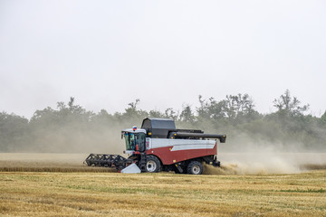 Harvester in dust clubs at work on the harvest of wheat on a huge field in the summer. Thus, the birth of bread occurs.