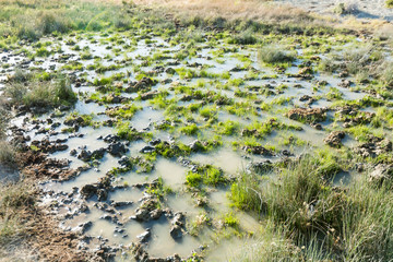 Muddy cow spring oasis next to the Black Rock desert