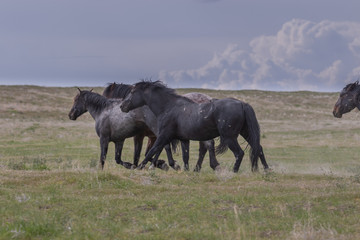 Fototapeta premium Beautiful Wild Horses in the Utah Desert