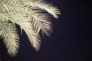 palm leaves in background of night