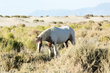 Obraz na płótnie Canvas Wild horses grazing next to the Black Rock desert