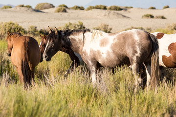 Wild horses grazing next to the Black Rock desert