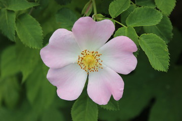 Rosehip flowers on a bush