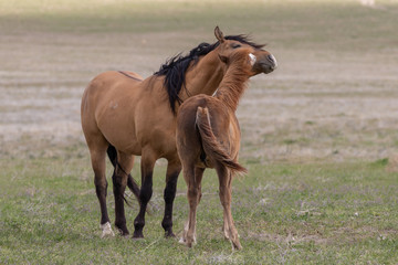 Beautiful Wild Horses in the Utah Desert