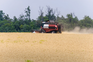 Harvester in dust clubs at work on the harvest of wheat on a huge field in the summer. Thus, the...