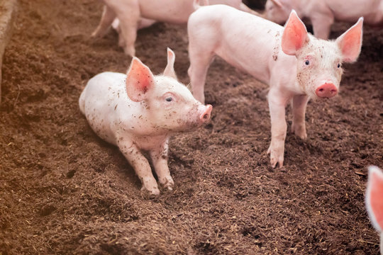 Piglets are playing in organic pig farms. Which floored with rice husk