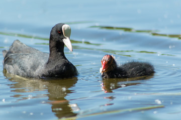 Adult coot with its chick