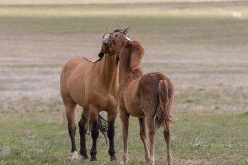 Obraz na płótnie Canvas Beautiful Wild Horses in the Utah Desert