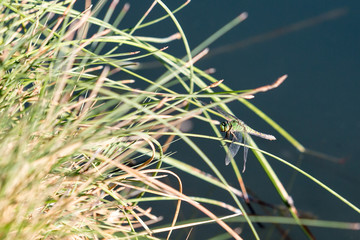 Dragonfly sits calmly near a hot spring oasis in the Black Rock desert